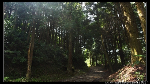 4＋2＋2遊水田林道支線+北得拉曼神木步道