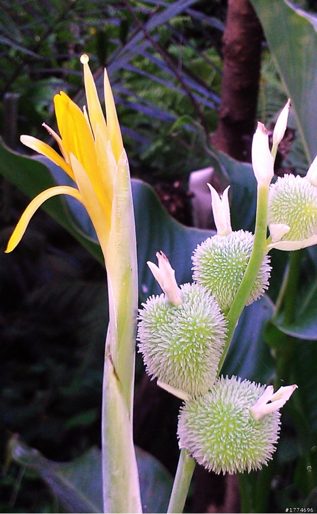 我找到 靈芝 了....(不是"肉"靈芝)...............