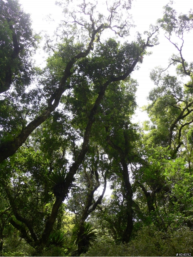 2012-7-10  抵達上帝的部落--- 司馬庫斯(巨木群)-  要先過天堂路