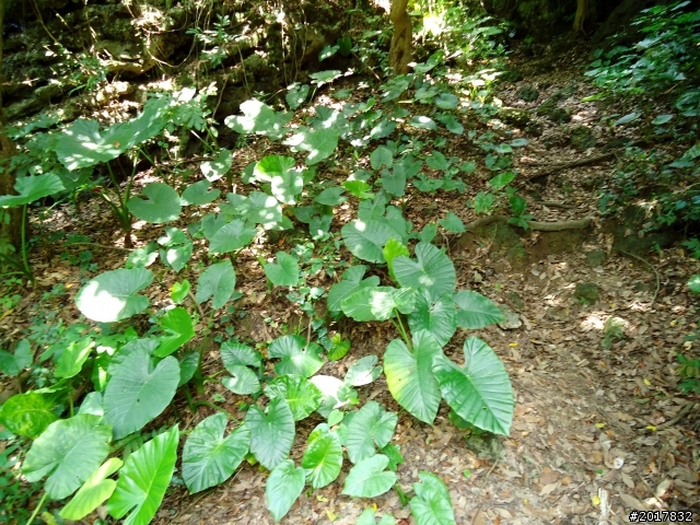 2012-7-10高雄燕巢惡地形絕地逢生險象之旅