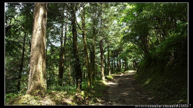 4＋2＋2遊水田林道支線+北得拉曼神木步道