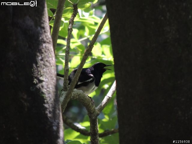 打鳥記:台北植物園鵲鴝躺草地裝死?(P510生態紀錄照)