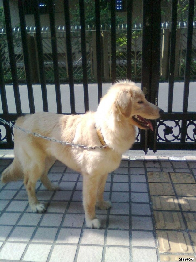 大台北地區-9個多月大的黑金獵犬(母)、黃金獵犬(公)免費送養