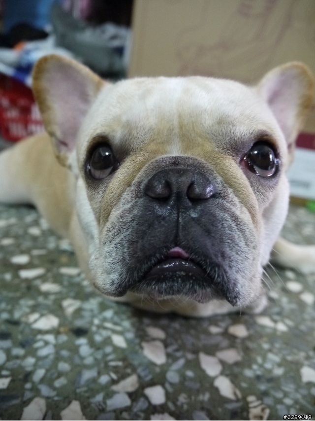 想要生小孩的法鬥