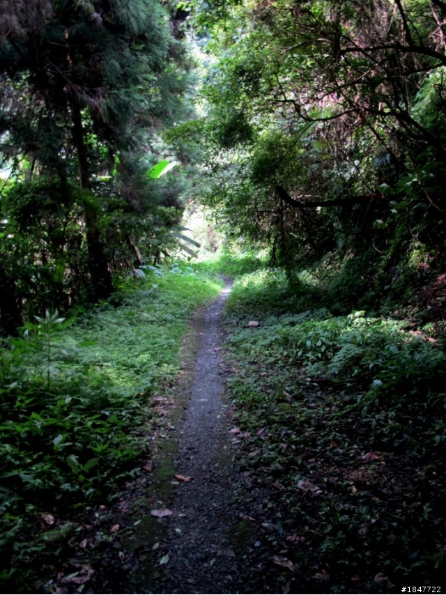 [影片]夏、18度C、羅山林道南線秘境-2012-0708