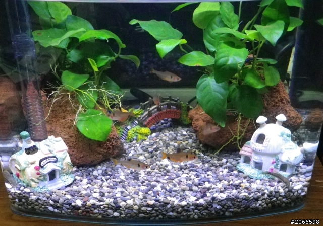 分享一下!!新鐵馬老闆的魚缸!!