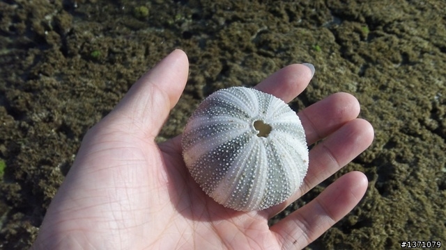 與海龜相逢在小琉球 Liuqiu. To meet green turtle.
