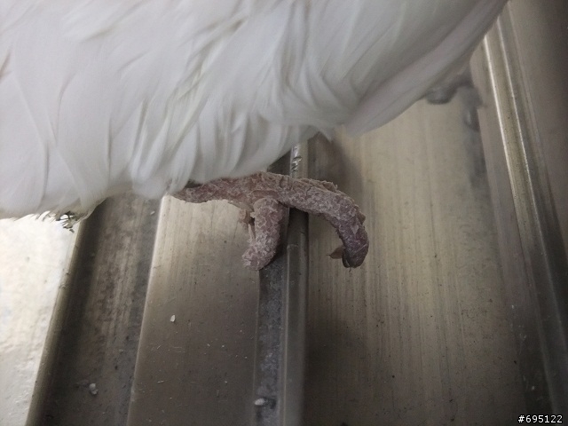 誰家的玄鳳走失~有人要認養嗎
