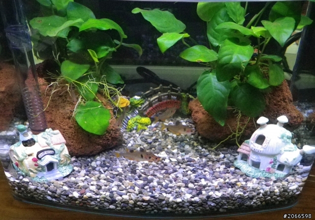 分享一下!!新鐵馬老闆的魚缸!!