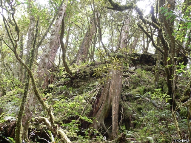 2012-7-10  抵達上帝的部落--- 司馬庫斯(巨木群)-  要先過天堂路