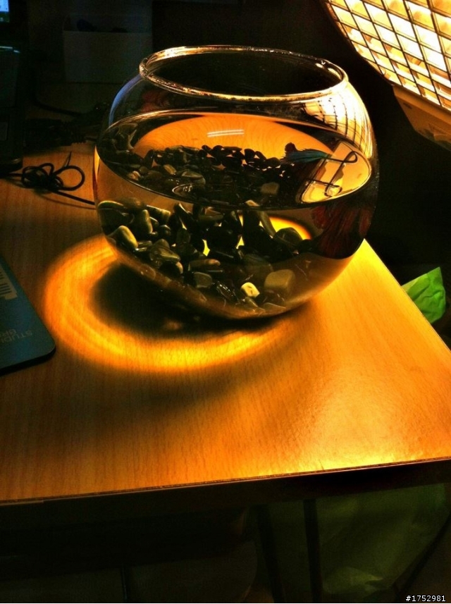 我的雙色半月鬥魚 大大幫我看一下品種