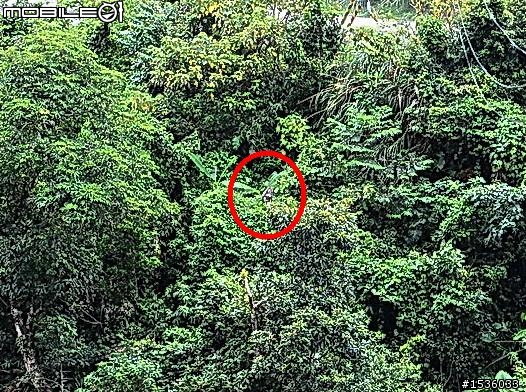 【給Luxgen車主tcwin大大祝福】等待、捉猴、狗仔、相見、美景、美酒，祝福tcwin大大新疆發展順利！