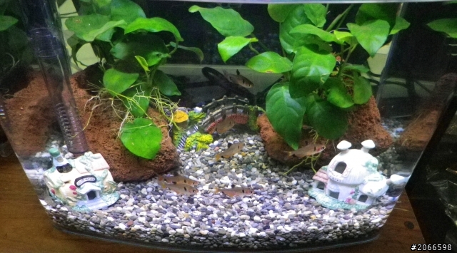 分享一下!!新鐵馬老闆的魚缸!!