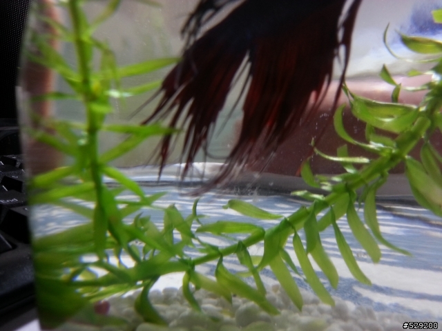 鬥魚這樣是不是生病了?