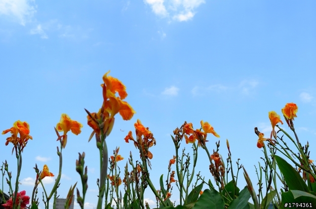 Leica X2 結束 拍攝