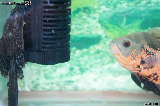 六隻血鸚鵡 + 一隻清道夫 ...還有這兩隻是什麼魚?