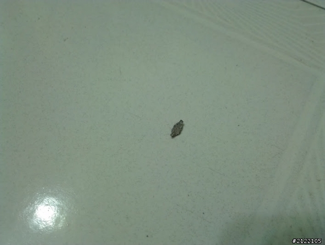 長的像水泥屑的蟲？這是啥蟲呀？！