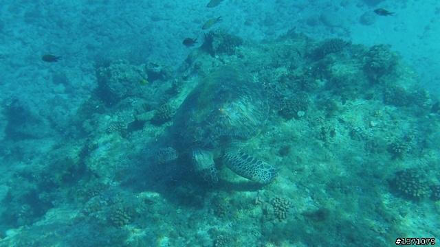 與海龜相逢在小琉球 Liuqiu. To meet green turtle.