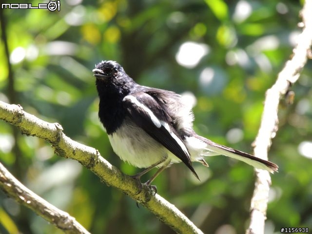打鳥記:台北植物園鵲鴝躺草地裝死?(P510生態紀錄照)