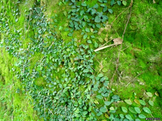 2012-7-10高雄燕巢惡地形絕地逢生險象之旅