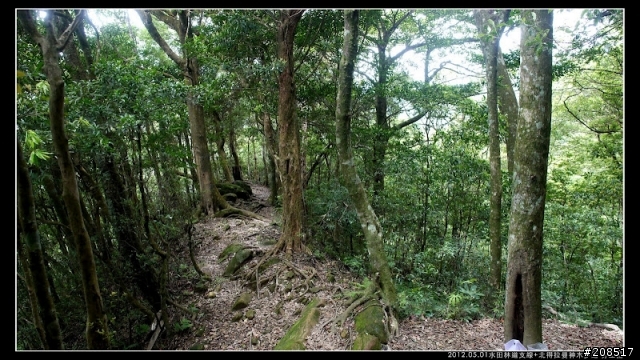 4＋2＋2遊水田林道支線+北得拉曼神木步道