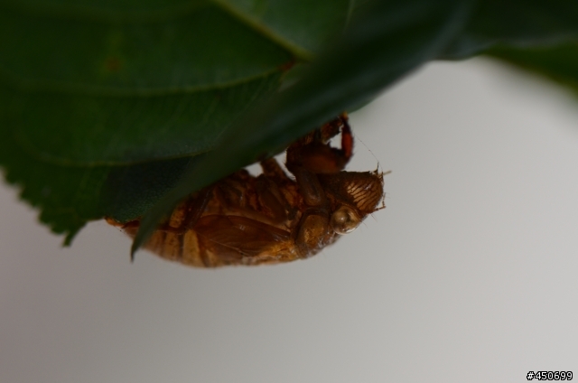 新手NIKON AF-S Micro 105mm初拍