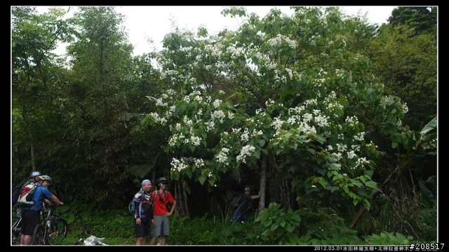 4＋2＋2遊水田林道支線+北得拉曼神木步道