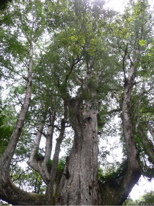 2012-7-10  抵達上帝的部落--- 司馬庫斯(巨木群)-  要先過天堂路