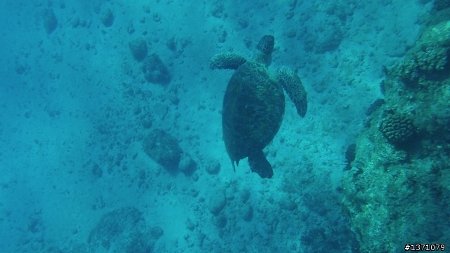 與海龜相逢在小琉球 Liuqiu. To meet green turtle.