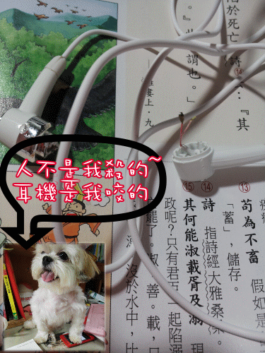 [寵物分享]我家的美魔女西施犬+配角貓老大
