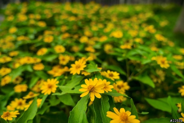 GX1 + 12-35mm