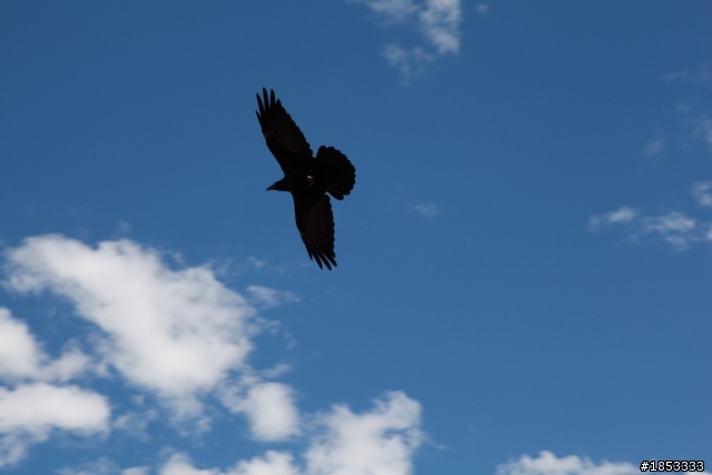 24~105拍烏鴉不過.....