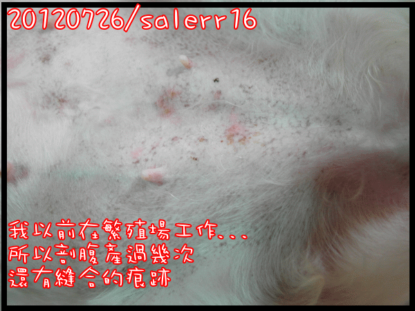 [寵物分享]我家的美魔女西施犬+配角貓老大