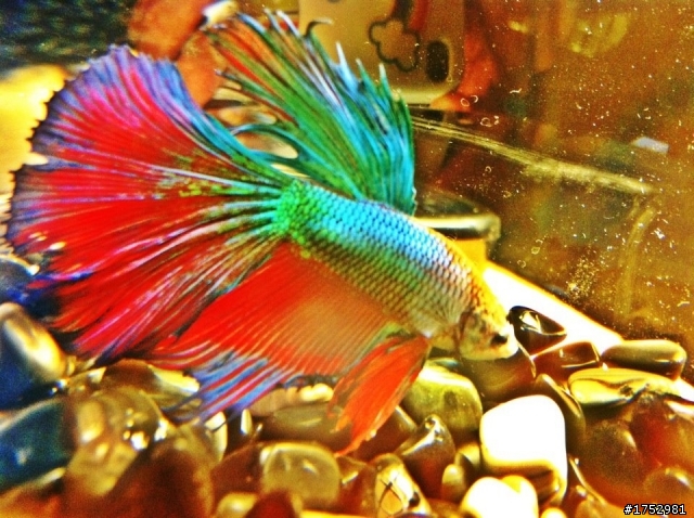 我的雙色半月鬥魚 大大幫我看一下品種