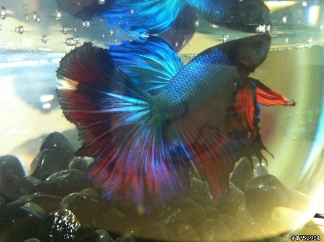 我的雙色半月鬥魚 大大幫我看一下品種
