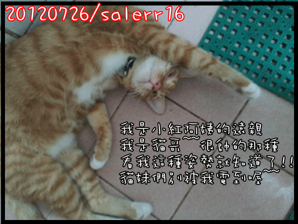 [寵物分享]我家的美魔女西施犬+配角貓老大