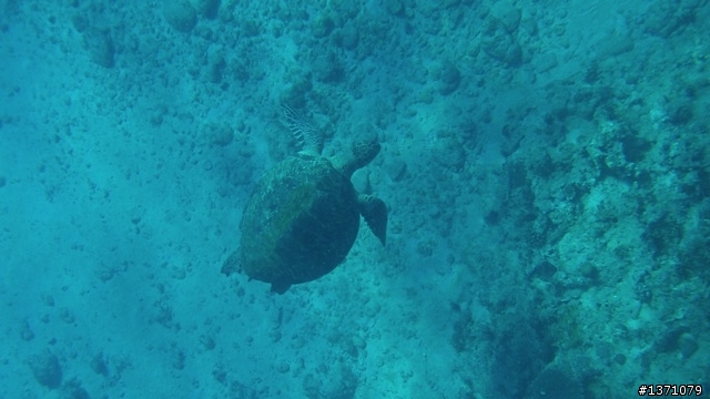 與海龜相逢在小琉球 Liuqiu. To meet green turtle.