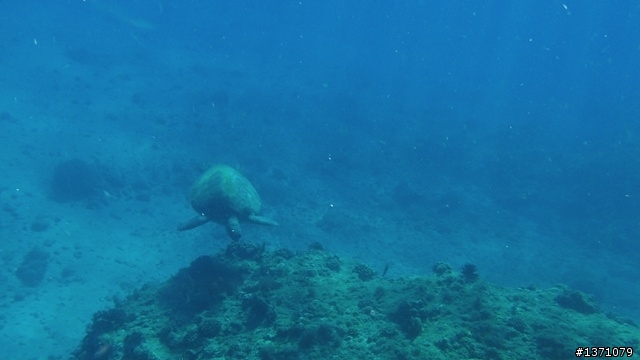 與海龜相逢在小琉球 Liuqiu. To meet green turtle.