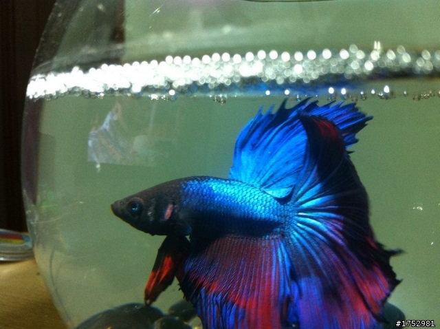我的雙色半月鬥魚 大大幫我看一下品種