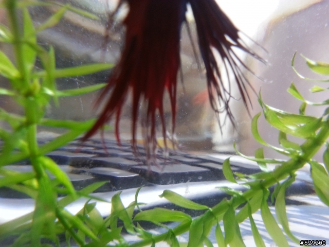 鬥魚這樣是不是生病了?
