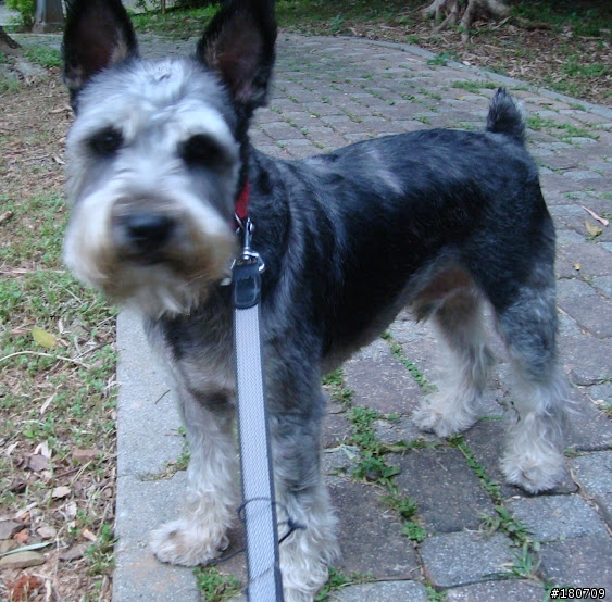 台灣是不是沒有什麼人養標準型雪納瑞(中型犬）