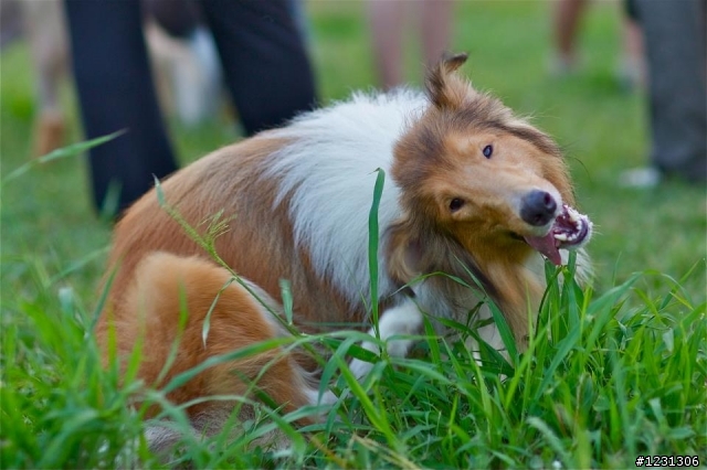氣質高貴的可麗牧羊犬送養