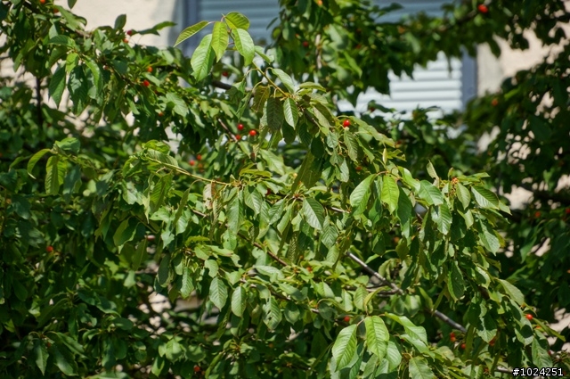 [單車拖車的無限可能] 2012 曬一夏．浪漫 in 德意志 (3rd Day)