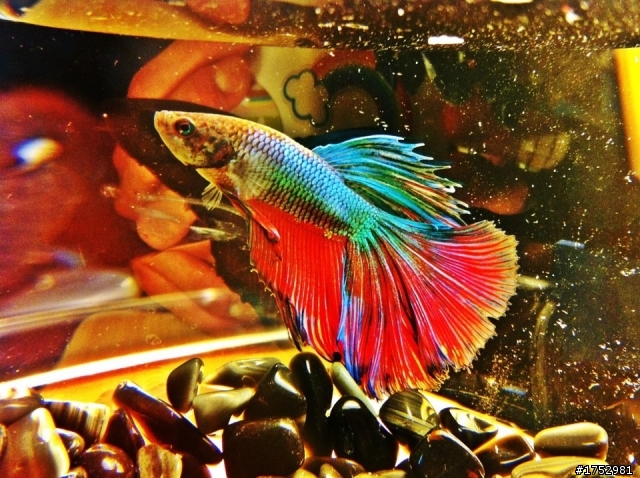 我的雙色半月鬥魚 大大幫我看一下品種