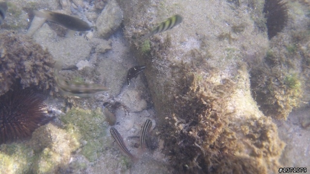 與海龜相逢在小琉球 Liuqiu. To meet green turtle.