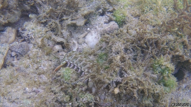 與海龜相逢在小琉球 Liuqiu. To meet green turtle.