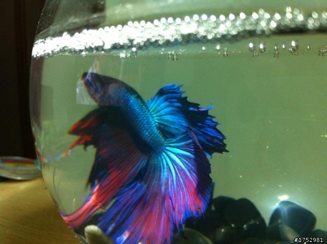 我的雙色半月鬥魚 大大幫我看一下品種