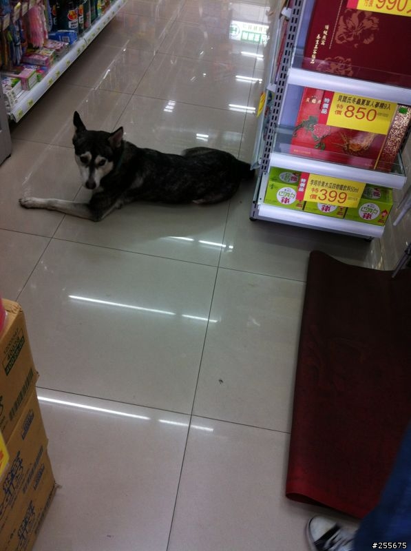 板橋區南雅 走失犬(疑哈士奇)