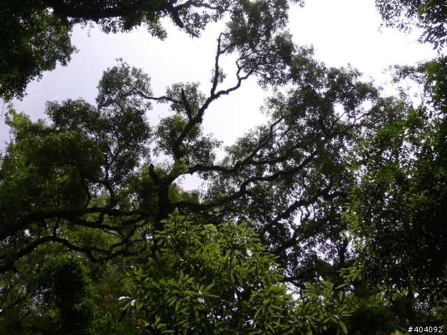 2012-7-10  抵達上帝的部落--- 司馬庫斯(巨木群)-  要先過天堂路