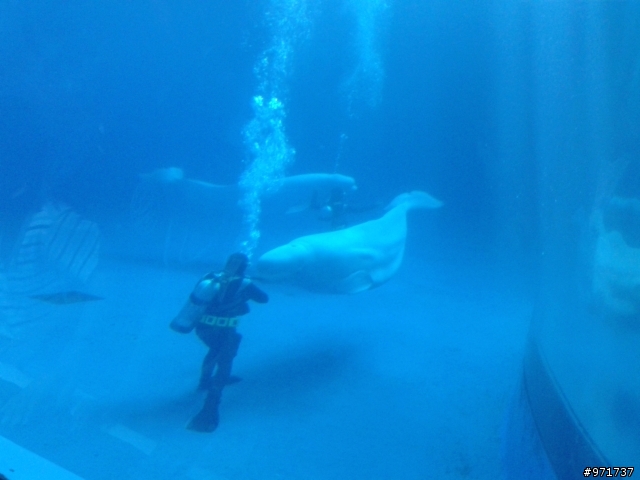 感謝老天爺真幫忙讓我如願>>>熱氣球光雕音樂會